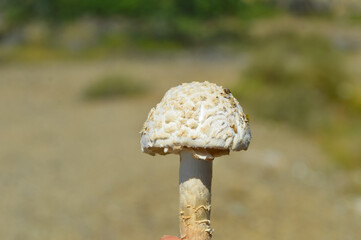 mushroom head close up in the forest