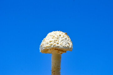 white mushroom on a blue background nature plant
