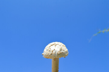 parasol mushroom white flower on blue sky background