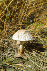 close up of wild white and brown mushroom in the grass outdoor nature plant