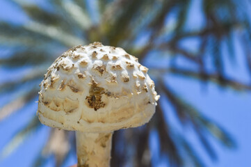 close up of a mushroom wild plant natural background