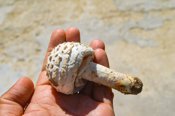 parasol mushrooms on hand brown background