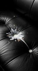 Dandelion on leather sofa closeup.