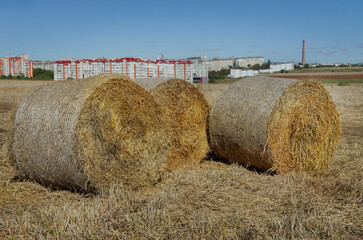 round straw bales in a field outside the city