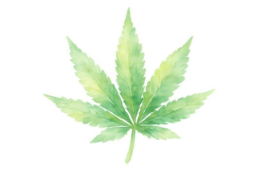 Cannabis leaf illustration, watercolor painting depicting green marijuana plant for herbal medicine and health concepts