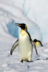 Fototapeta premium Emperor Penguin Standing on Antarctic Ice in Natural Habitat