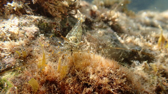 Rockpool prawn or grass prawm (Palaemon elegans) undersea, Ligurian Sea, Italy, Imperia