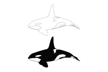 Obraz premium Orca Whale Silhouettes: Killer Whale Outline and Black