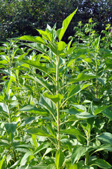 Obraz premium Jerusalem artichoke (Helianthus tuberosus) grows in nature