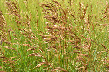 Obraz premium Cereal grass bromus grows in nature