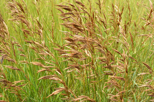 Cereal grass bromus grows in nature