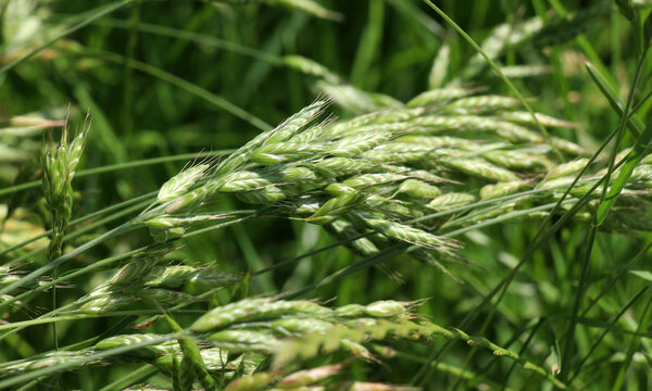 Cereal grass bromus hordeaceus grows in nature