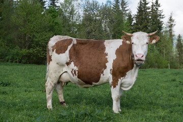 Brown and white dairy cow standing on green pasture with forest background, farm animal in countryside