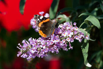 Red admiral butterfly (Vanessa Atalanta) perched on summer lilac in Zurich, Switzerland © Janine