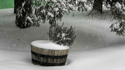 Dried garden plants covered in snow in a wooden barrel