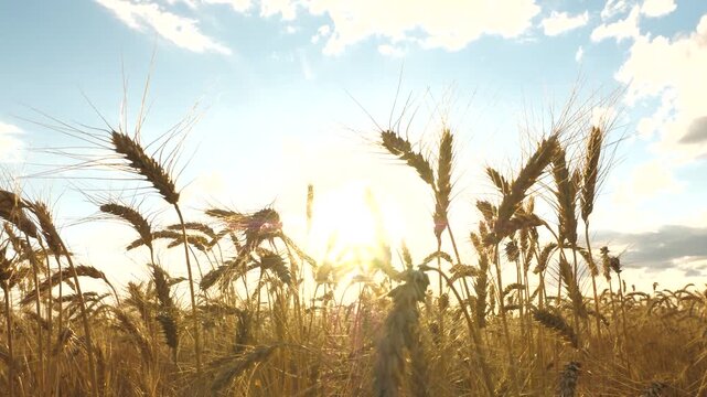 Golden wheat fields sway under warm sun, agriculture plays vital role providing food world, wheat agricultural crop grown regions, farmer work hard grow harvest wheat, bright sky beauty rural