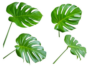 Four distinct monstera leaves displayed against a white background or PNG, highlighting their lush green color and characteristic split and perforated shapes © t.sableaux
