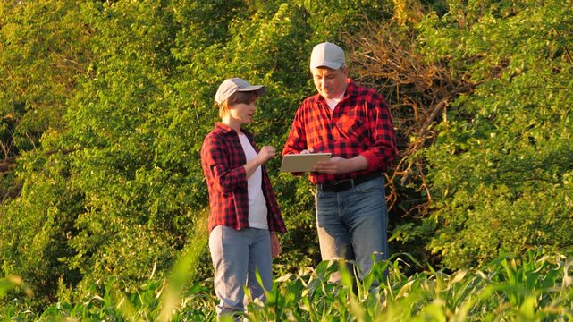 Agronomist farmer colleagues analyzing corn production control use tablet outdoor. Man and woman agricultural worker talking work as team discussing organic plant cultivation research tree plantation