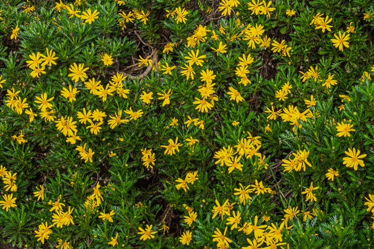 Beautiful Field of Yellow Daisy Flowers in Bloom