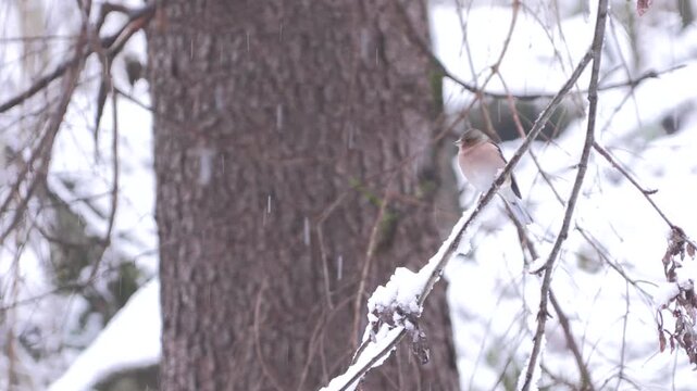 Fringuello nella neve &ndash; Chaffinch in the snow &ndash; Fringilla coelebs	
