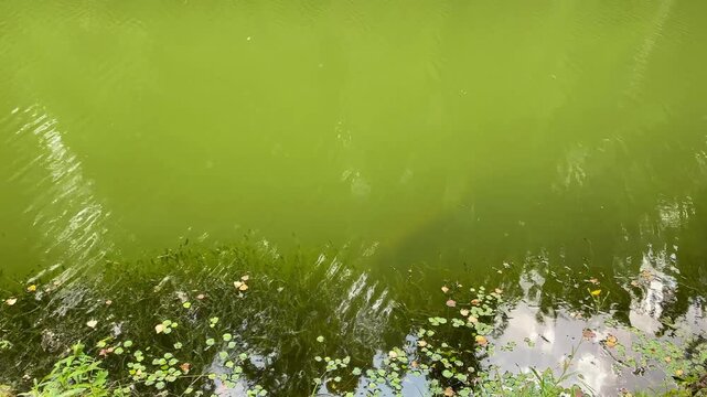 Green Pond Surface with Aquatic Plants