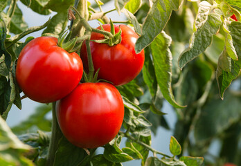 RIpe garden tomatoes ready for picking