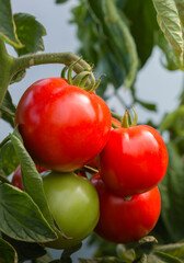 RIpe garden tomatoes ready for picking