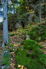 Omszała ściana skalna "Zamek Zbójców" wzdłuż spokojnej leśnej ścieżki wśród jesiennych liści i wysokich sosen – rezerwat przyrody "Wąwóz Siedmicki". © Pol Badger