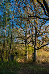 Leśna ścieżka przy wejściu do rezerwatu przyrody z wysokimi drzewami, jasnoniebieskim niebem i jesiennymi liśćmi – rezerwat przyrody „Wąwóz Siedmicki”. © Pol Badger