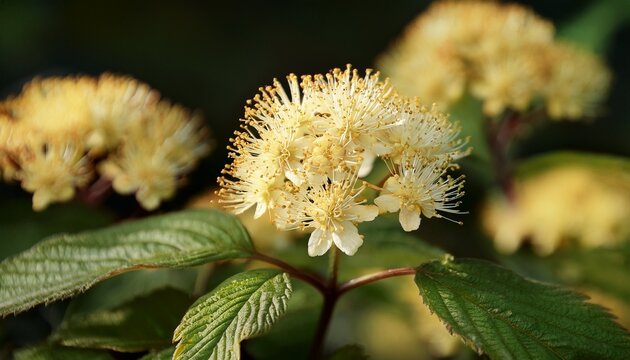 Physocarpus Opulifolius Lutea Known As Common Ninebark Beautiful Ornamental Plant In Spring