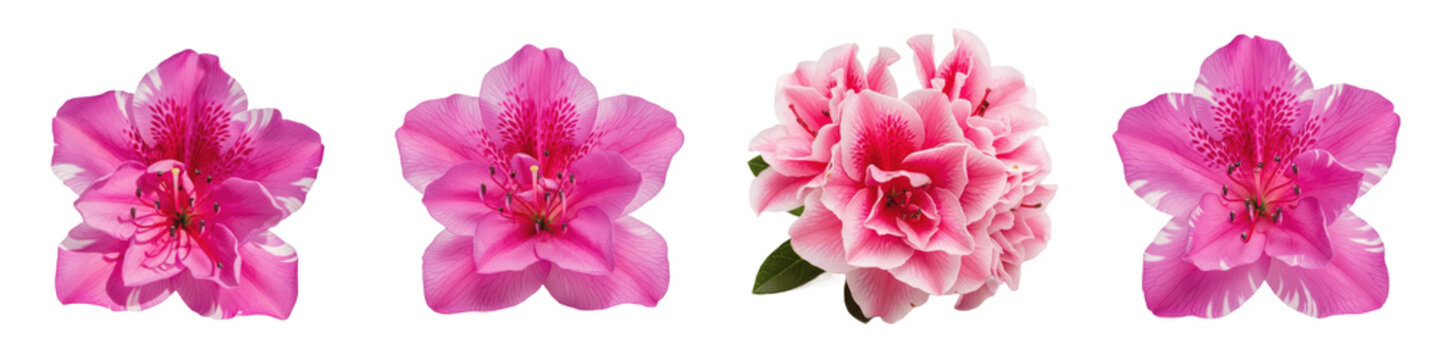 Set of Azalea Blossoms in Varying Shades of Pink with Multi-Layered Cluster, Isolated on White Background Oil Paint PNG
