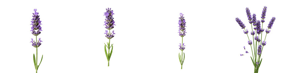 Obraz premium Set of Lavender Stems Including Individual Stalks and a Small Bouquet, Isolated on White Background Oil Paint PNG