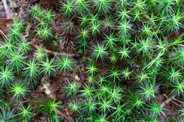 Macro Photography of Green Star Moss Polytrichum Commune on Forest Floor Featuring Natural Geometric Patterns and Organic Botanical Texture
