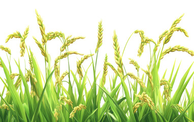 Rice field nature on white background,png