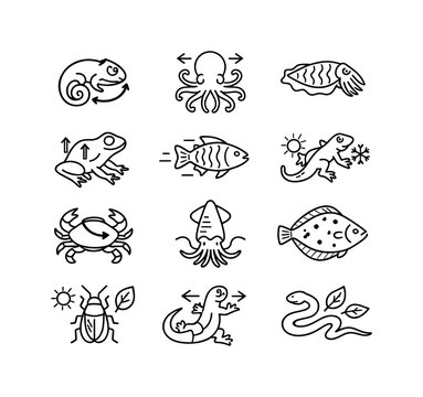 Color Change Icons. Color Change Camouflage. Line icon set of Color Change Camouflage: chameleon shift, octopus change, cuttlefish pattern, frog