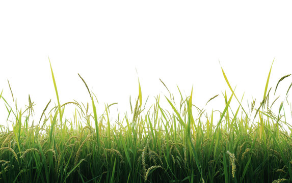 Rice field nature on white background,png