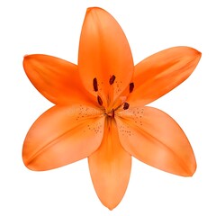 Vibrant Orange Lily Flower