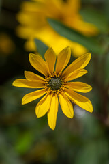 Obraz premium Helianthus tuberosus sunroot topinambur yellow flowering plant, beautiful Jerusalem artichoke sunchoke wild sunflower petals
