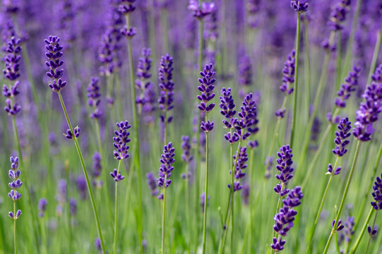 Lavandula angustifolia bunch of flowers in bloom, purple scented flowering bouquet of plant