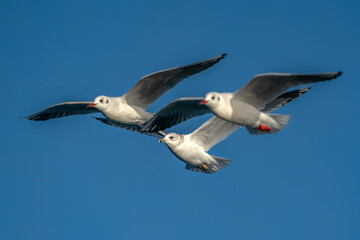 Obraz premium Common Gull (Larus canus) in flight. Oder delta in Poland, europe. Blue sky background.