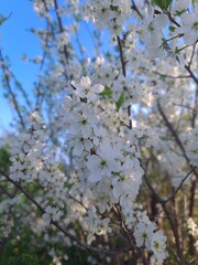 blooming cherry tree in spring