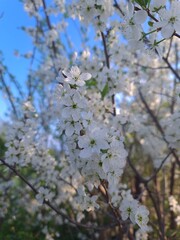 Obraz premium cherry tree blossom