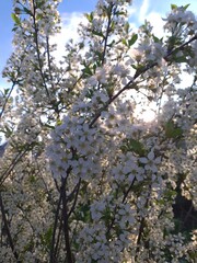 cherry tree in bloom