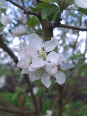 Obraz premium apple tree blossom in spring