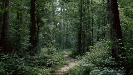 Obraz premium Forest path through a green forest