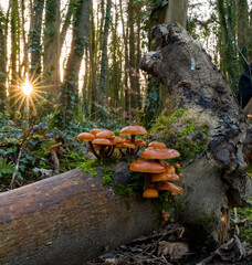 Velvet Shanks.Fungi on a fallen tree trunk