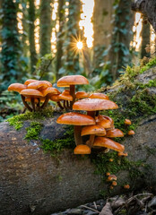 Velvet Shanks.Fungi on a fallen tree trunk