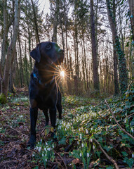 snowdrops n Penrhos park anglesey north wales