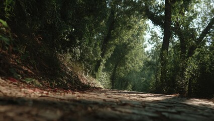 Obraz premium Sunlit path through a lush green forest