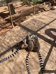 Fototapeta premium A family of lemurs at the Cyprus Zoo, with their fluffy, long tails, sit on the ground on a sunny day. The vertical photo has space for text and is suitable for advertising banners.